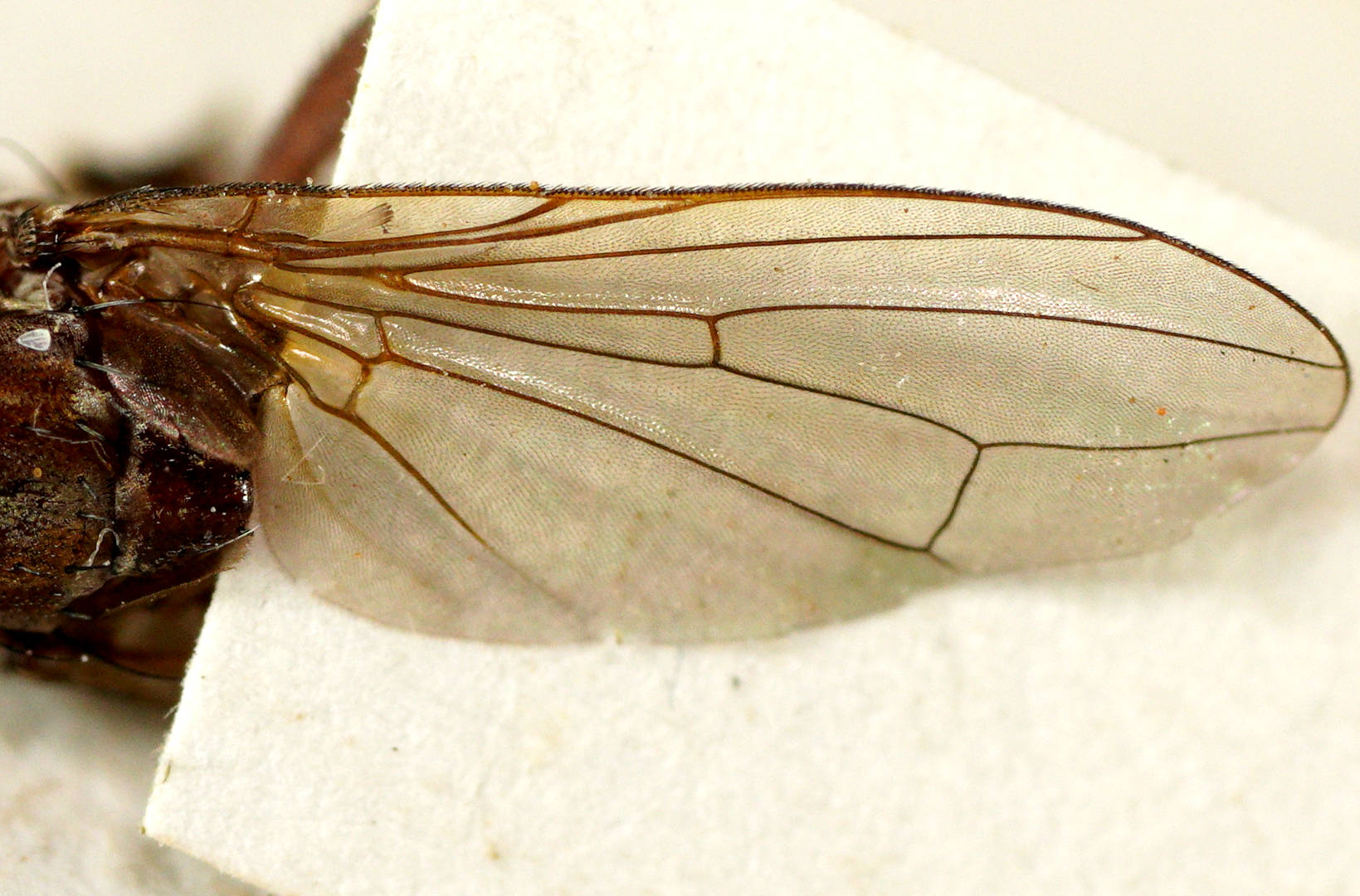 Striped Sun Fly (Tapeigaster nigricornis)