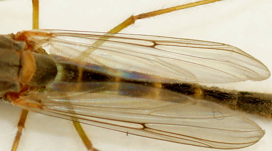 Large Non-biting Midge (Chironominae sp)