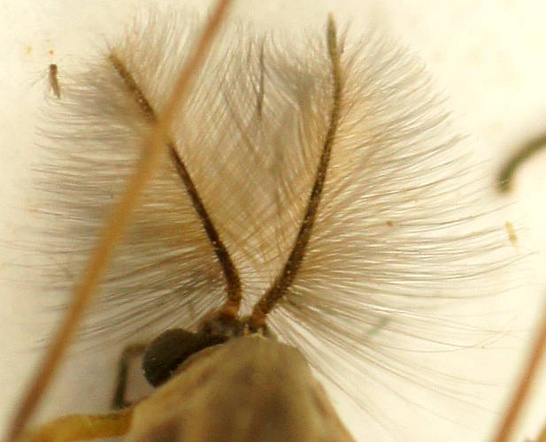 Large Non-biting Midge (Chironominae sp)