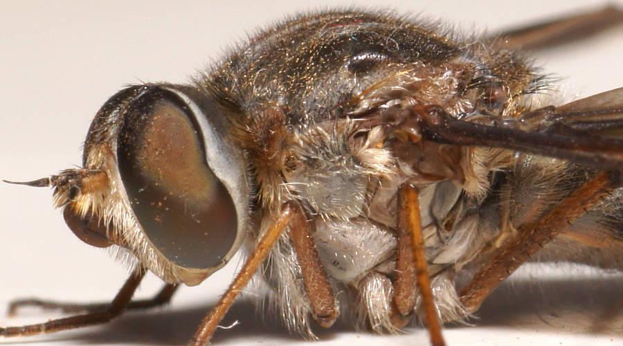 Go-striped Bee Fly (Comptosia vittata)
