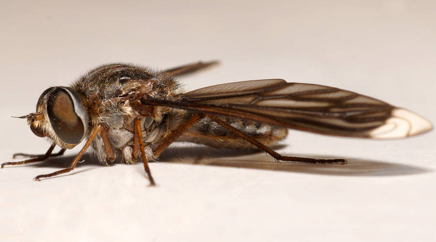 Go-striped Bee Fly (Comptosia vittata)
