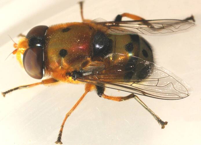 Beautiful Hover Fly (Austalis pulchella)