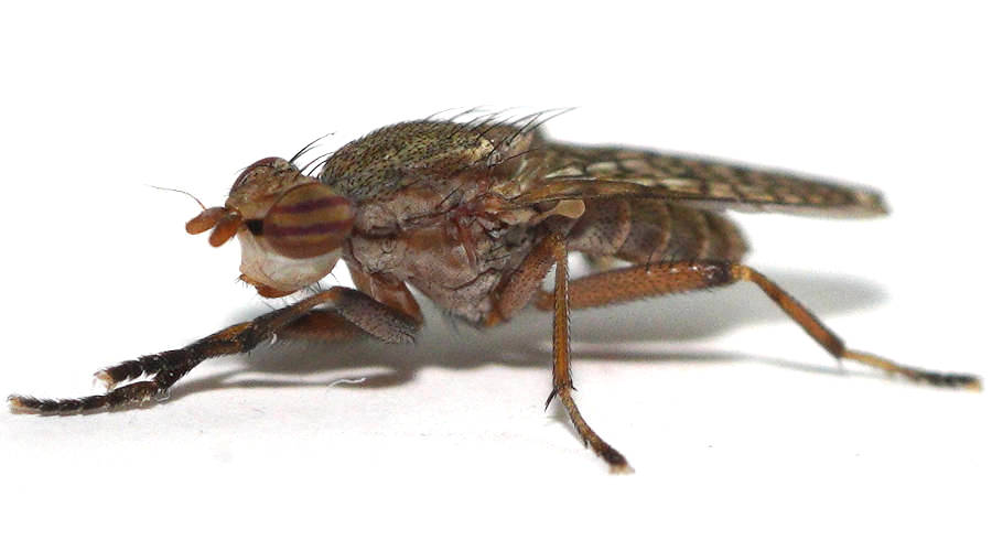 Snail Fly (Pherbellia sp)