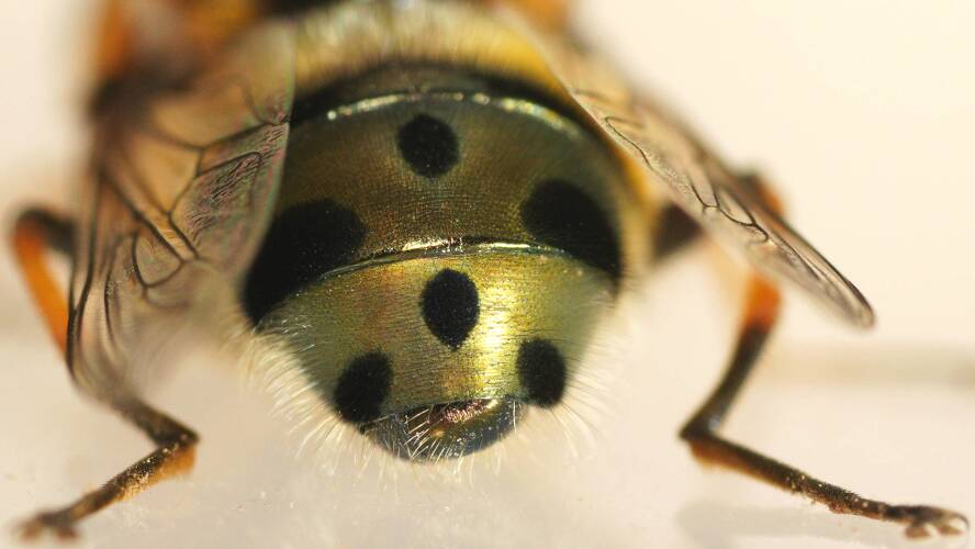 Beautiful Hover Fly (Austalis pulchella)