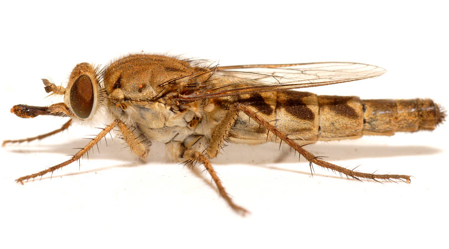 Brown Flower-loving Fly (Apiocera sp ES02)