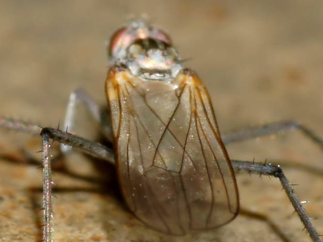 Long Legged Fly (Hydrophorus cf praecox)