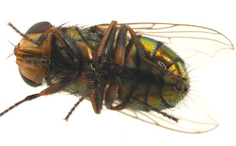 Small Hairy-maggot Blowfly (Chrysomya varipes)