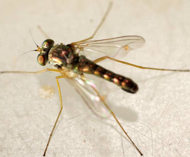 Emarginate-winged Long Legged Fly (Dytomyia sordida)