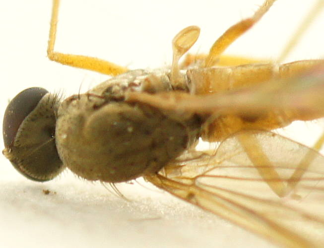 Tiny Stiletto Fly (Therevidae sp ES02)