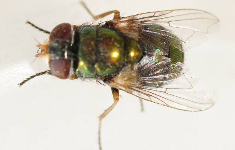 Small Hairy-maggot Blowfly (Chrysomya varipes)