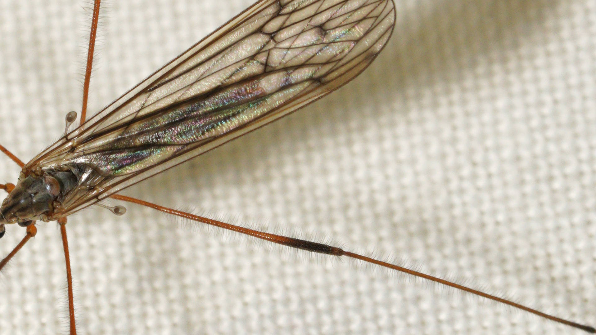 Short-palped Crane Fly (Symplecta pilipes)