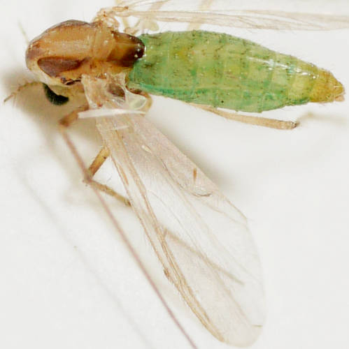 Non-biting Green Midge (Tanytarsus sp)