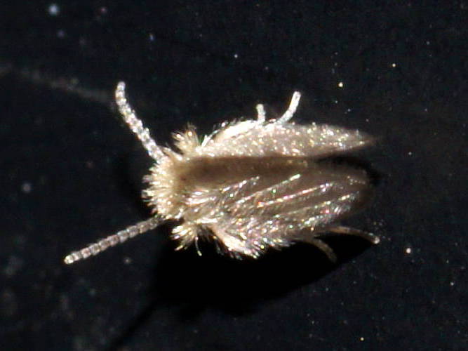 Moth Fly (Psychoda sp)