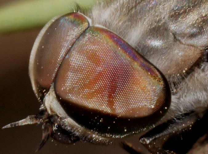 A Fly's Hairy Compound Eye
