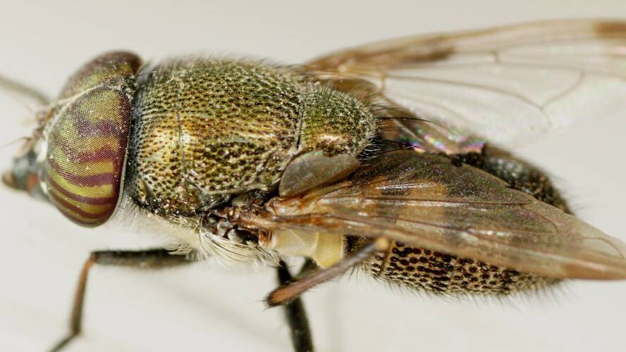 Punctuated Green Nose Fly (Stomorhina subapicalis)