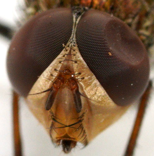 Brown Nose Fly (Metallea incisuralis)
