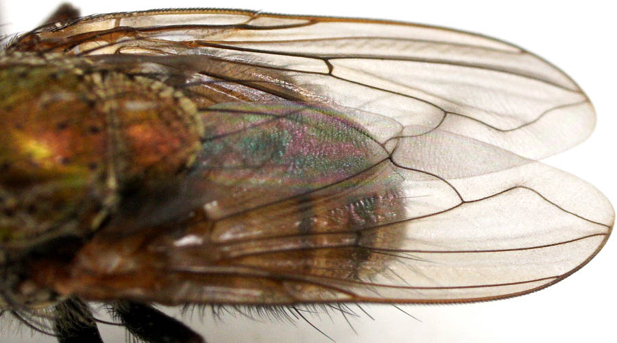 Brown Nose Fly (Metallea incisuralis)