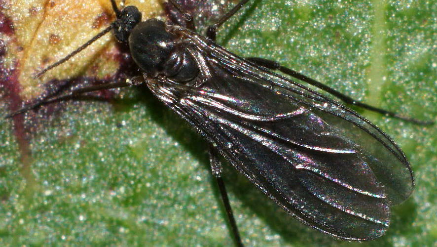 Dark-winged Fungus Gnat (Sciaridae sp)