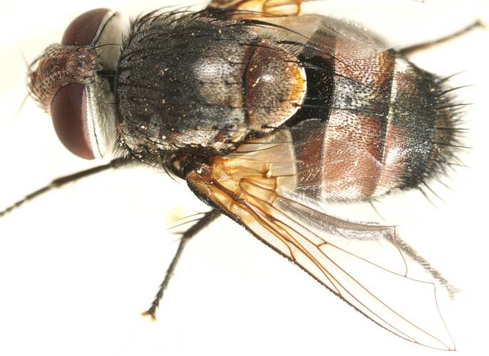 Rutilia-mimicking Bristle Fly (Anamastax cf sp)