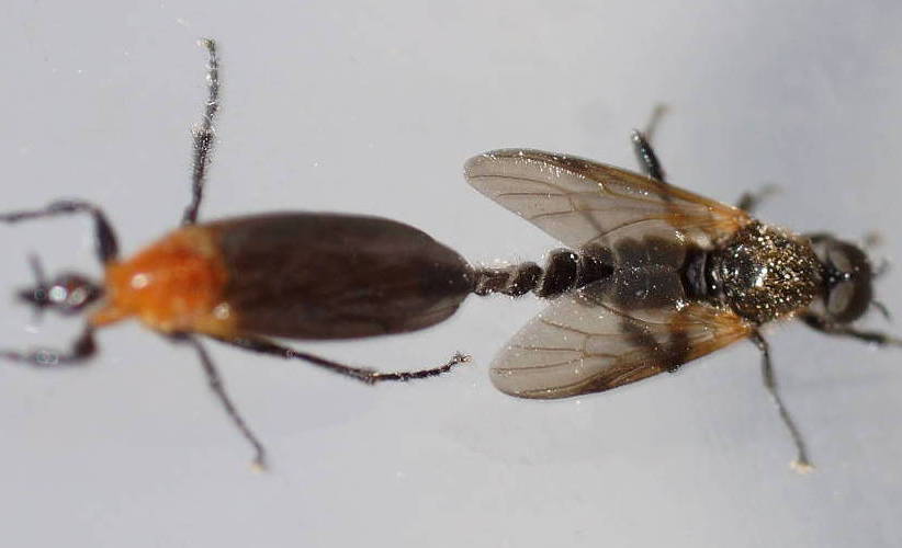 Compost Fly (Bibio imitator)