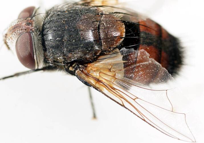 Rutilia-mimicking Bristle Fly (Anamastax cf sp)