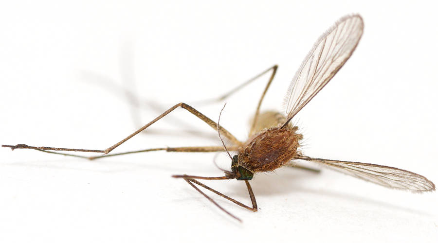 Yellow-striped Mosquito (Culex globocoxitus)