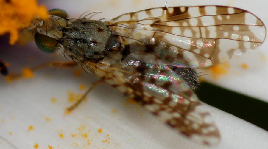 False Fruit Fly (Austrotephritis poenia)