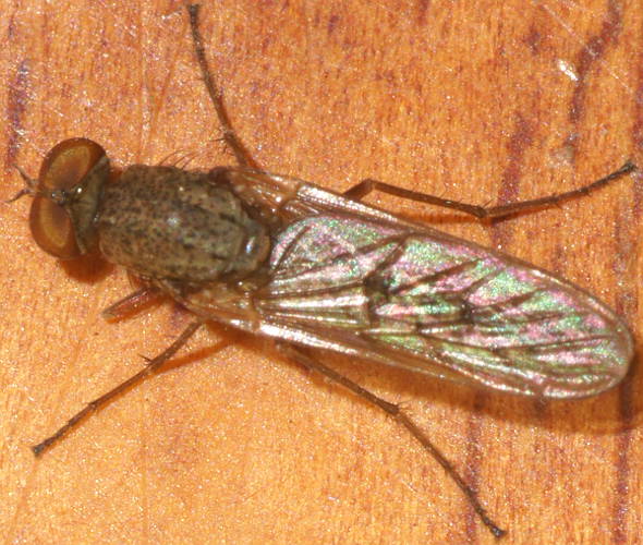 Pale Stiletto Fly (Therevidae sp ES01)