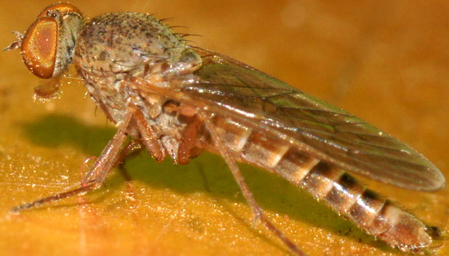 Pale Stiletto Fly (Therevidae sp ES01)