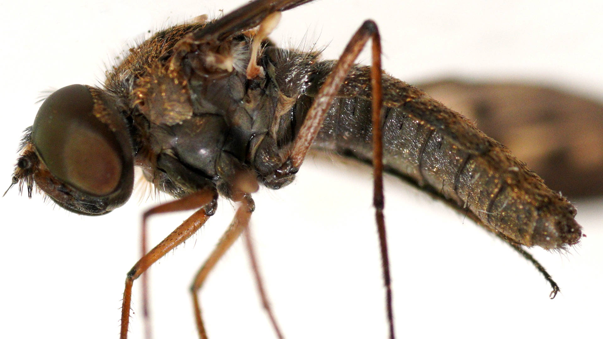 Orange-eared Bee Fly (Aleucosia obtusa)