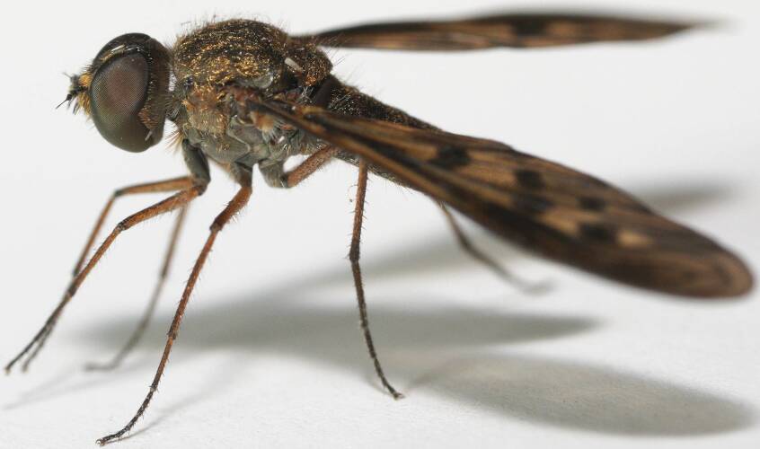 Orange-eared Bee Fly (Aleucosia obtusa)