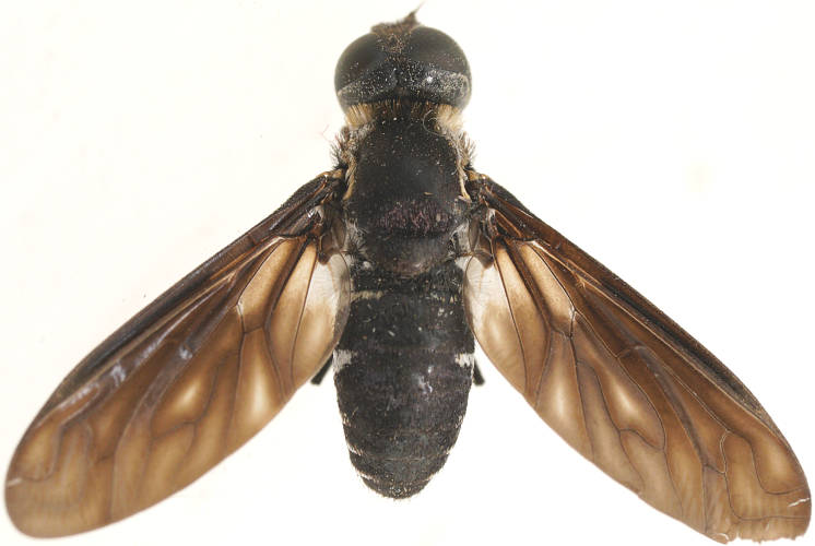 Western False-widow Bee Fly (Pseudopenthes hesperis)