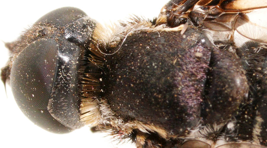 Western False-widow Bee Fly (Pseudopenthes hesperis)