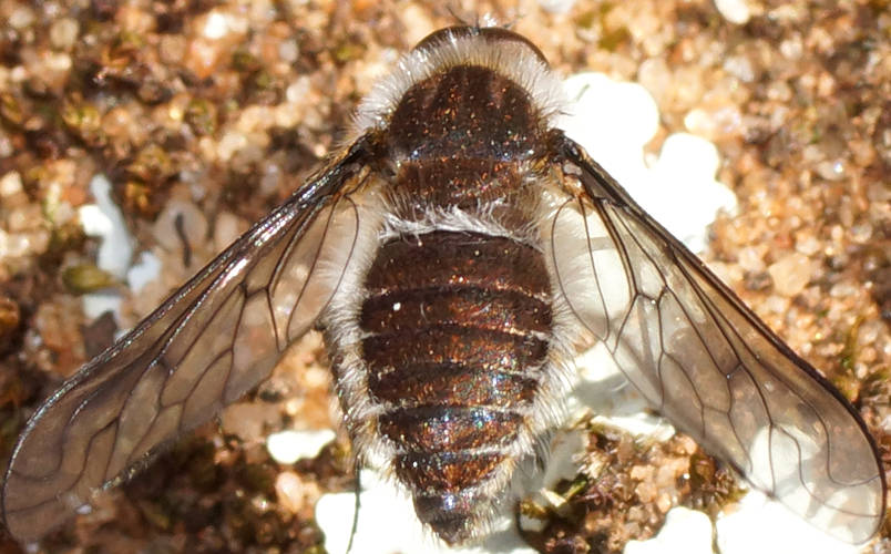 Bronze Bee Fly (Lomatiinae sp ES01)