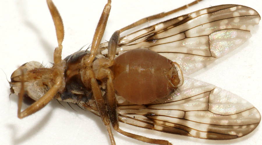 Pale Scarab Fly (Cardiacera sp ES03)