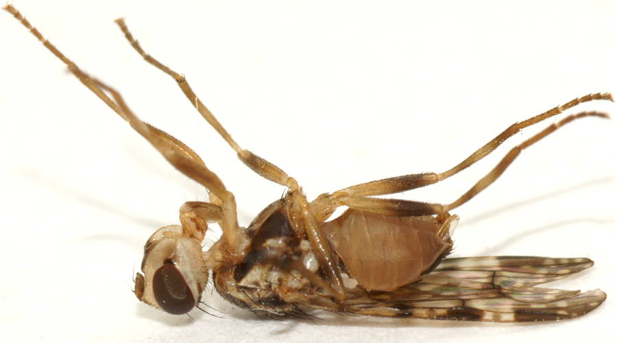 Pale Scarab Fly (Cardiacera sp ES03)