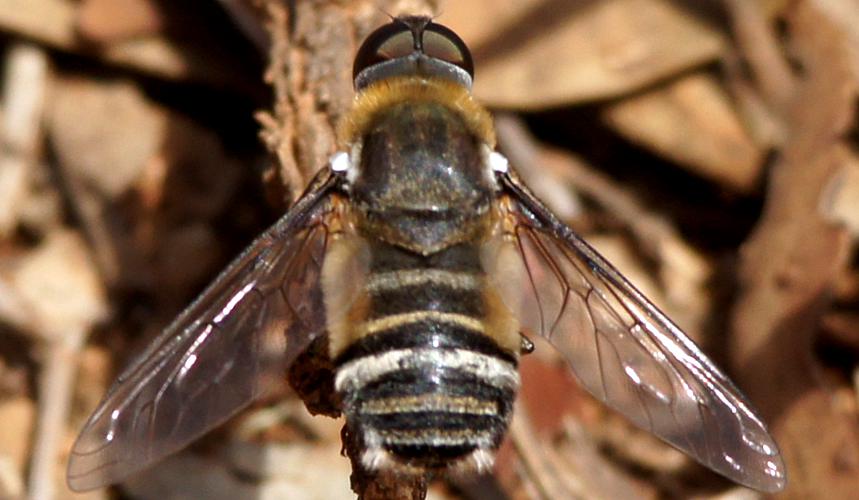 Clear-winged Striped Bee Fly (Villini sp ES01)