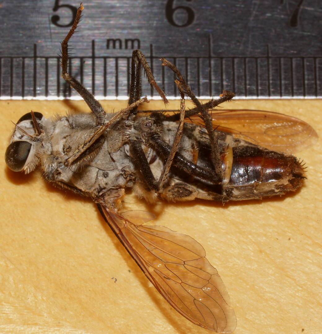 Flower-loving Fly (Apiocera maxima)