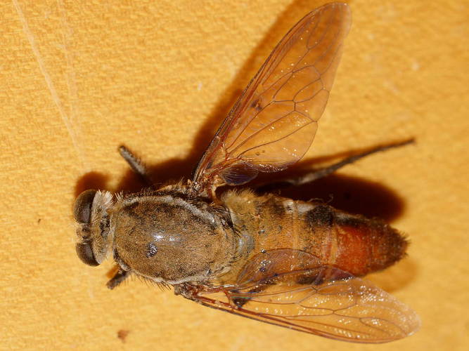 Flower-loving Fly (Apiocera maxima)