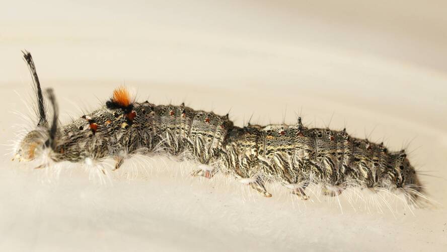 Fleshfly-mimicking Bristle Fly (Exorista sp)