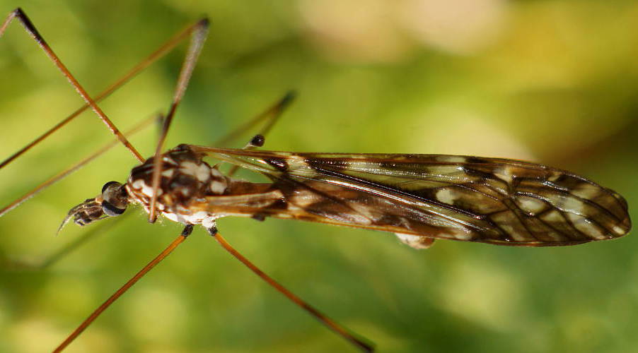 Long-palped Crane Fly (Ischnotoma eburnea)
