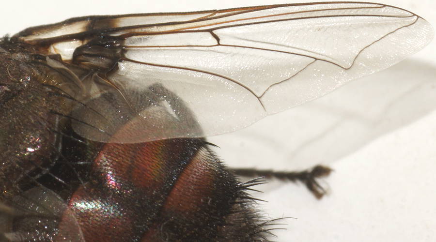 Big Brown Bristle Fly (Rutilia sp ES01)