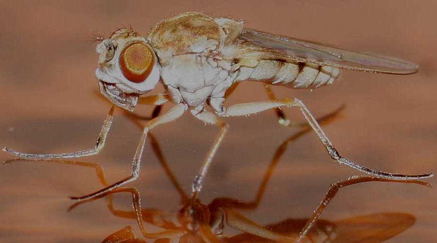 Water Floating Fly (Brachydeutera sydneyensis)