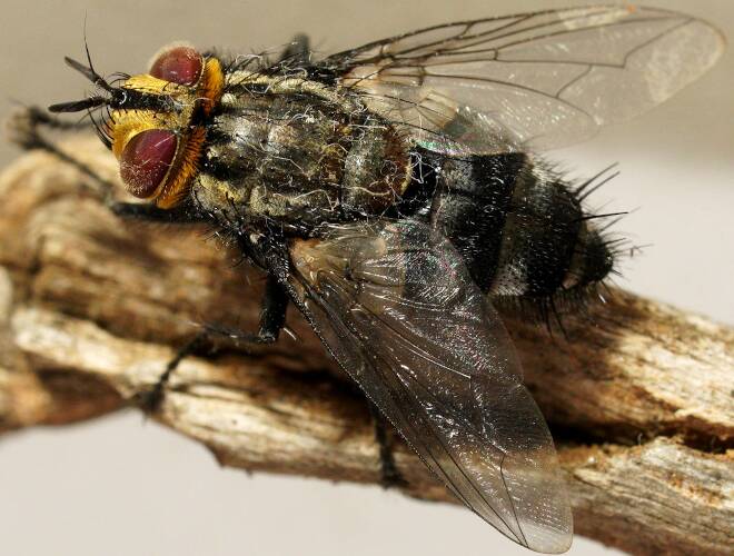 Fleshfly-mimicking Bristle Fly (Exorista sp)