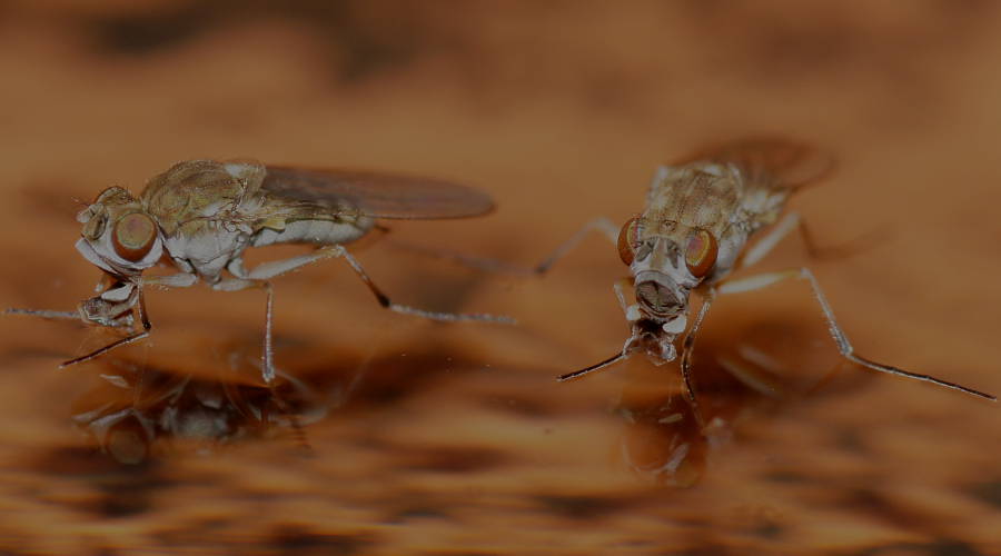 Water Floating Fly (Brachydeutera sydneyensis)