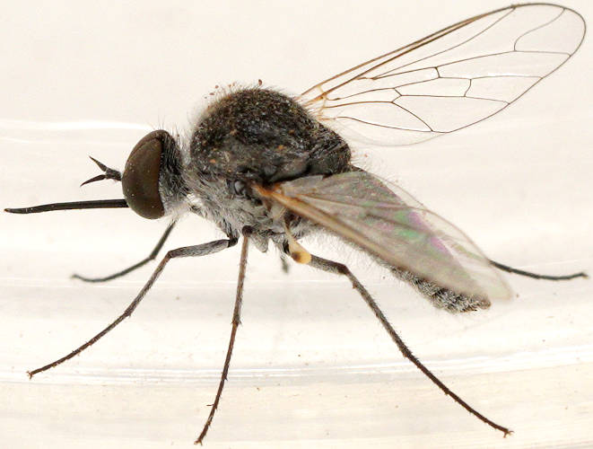 Hunchbacked Bee Fly (Geron sp ES01)