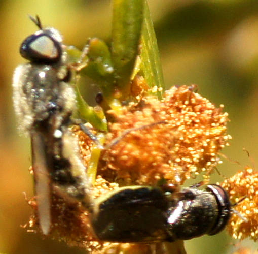 Black Soldier Fly (Odontomyia sp ES01)