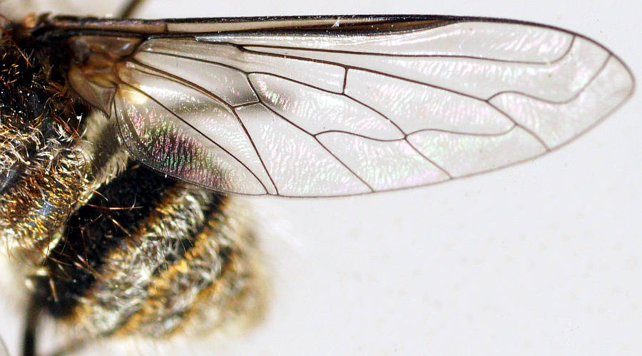 Wiry Bee Fly (Staurostichus sp ES03)