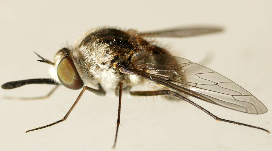 Wiry Bee Fly (Staurostichus sp ES03)