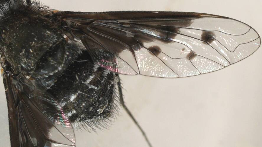 3 Spotted Black Bee Fly (Anthrax incomptus)
